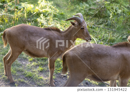 a brown goat hides in the green grass behind the trees , a large area in the zoo with grass, shrubs and trees where the goats live a brown goat hides in the green grass behind the trees , a large area in the zoo with grass, shrubs and trees where the goats live 131945422