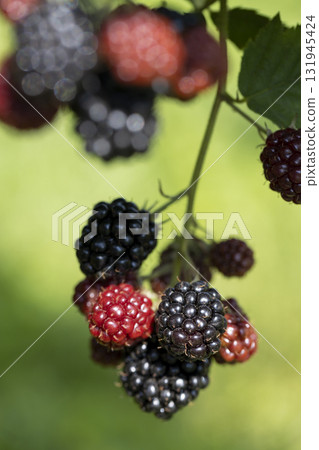 black ripe blackberries on a shrub along with red berries hanging on a branch, red and black blackberries hang on a shrub in the summer in sunny weather black ripe blackberries on a shrub along with red berries hanging on a branch, red and black blackberries hang on a shrub in the summer in sunny weather 131945424