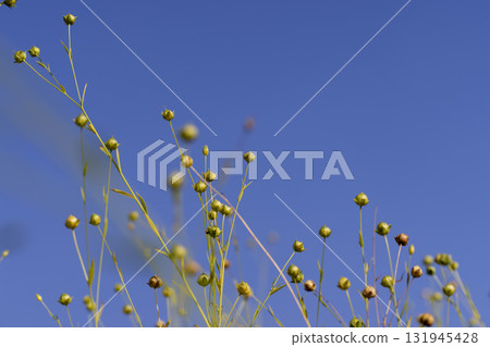 dry spherical boxes with flax seeds in a field before harvesting seeds and making fiber against a blue sky, a monoculture field with a flax crop against a blue sky dry spherical boxes with flax seeds in a field before harvesting seeds and making fiber against a blue sky, a monoculture field with a flax crop against a blue sky 131945428