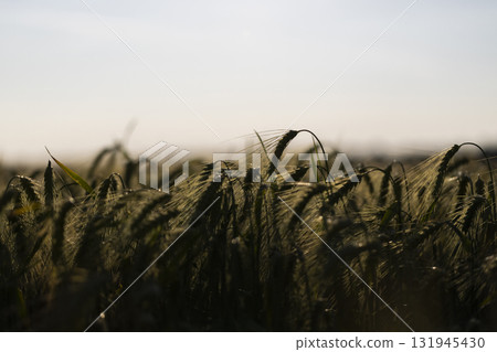 a rye in the evening during the summer season at sunset, production of agricultural rye plants, close up a rye in the evening during the summer season at sunset, production of agricultural rye plants, close up 131945430