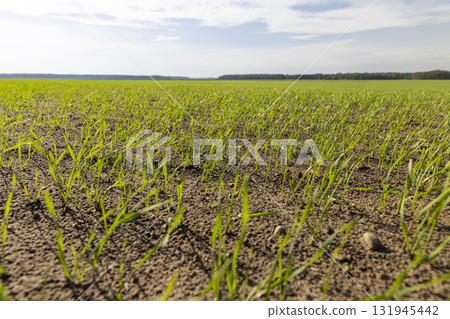 green wheat in autumn in a field in Europe, sunny weather in autumn in an agricultural field with frost-resistant wheat sprouts 131945442
