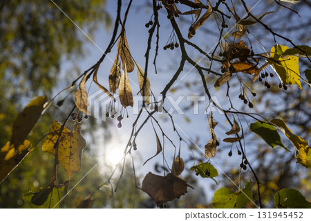 the yellowing foliage of the lime tree in the autumn season , changes in the nature of the lime trees during the autumn cold snap and the change in the color of the foliage of the trees 131945452