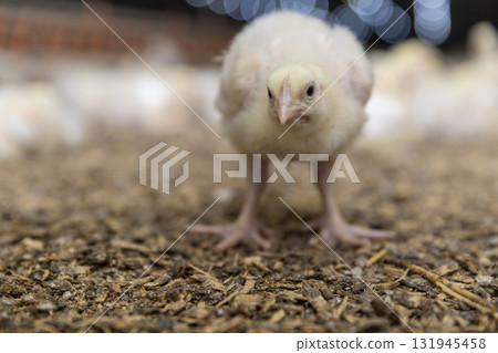 small yellow newly hatched chickens in a large poultry farm, a large number of young yellow-downed chickens in a poultry farm, a breed of chicken close up small yellow newly hatched chickens in a large poultry farm, a large number of young yellow-downed chickens in a poultry farm, a breed of chicken close up 131945458