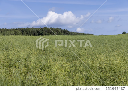 monocultural field with green rapeseed pods on a warm summer day in cloudy weather, beautiful thin unripe rapeseed pods used for food and fuel production monocultural field with green rapeseed pods on a warm summer day in cloudy weather, beautiful thin unripe rapeseed pods used for food and fuel production 131945487