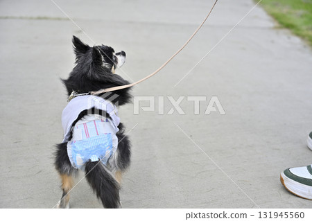 My dog walking around wearing manners pants My dog walking around wearing manners pants 131945560