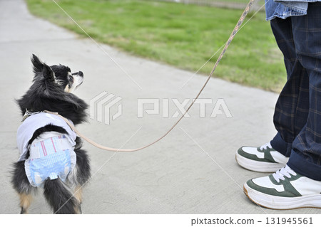 我的狗穿著禮儀褲四處走動 131945561