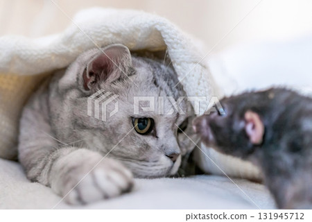 Cat Rat Blanket Friendly Encounter - Close Up Photo of a Cat and Rat Under a Blanket Looking at Each Other. 131945712