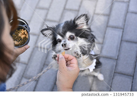 奇瓦瓦吃狗糧 131945733