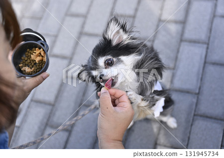 奇瓦瓦吃狗糧 奇瓦瓦吃狗糧 131945734