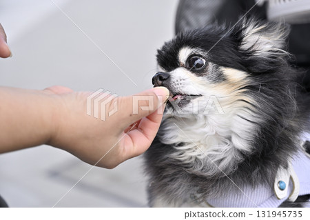 奇瓦瓦吃狗糧 131945735