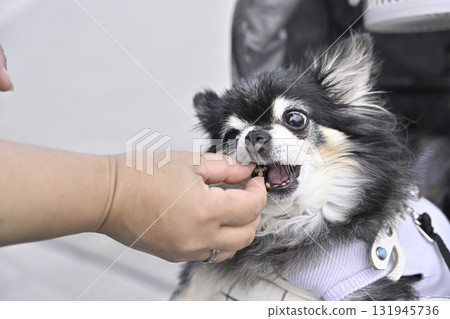 奇瓦瓦吃狗糧 奇瓦瓦吃狗糧 131945736