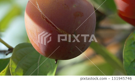 Persimmon Fruit Tree. Ripening orange fruit with prominent surface crack on branch, sunlit for harvest. Persimmon Fruit Tree. Ripening orange fruit with prominent surface crack on branch, sunlit for harvest. 131945746