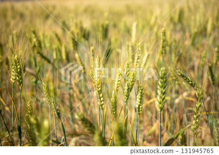 A field of wheat with a few brown and yellow plants 131945765