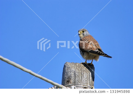 Common Kestrel (Falco tinnunculus), Greece 131945898