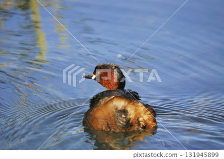 Little Grebe (Tachybaptus ruficollis), Crete Little Grebe (Tachybaptus ruficollis), Crete 131945899