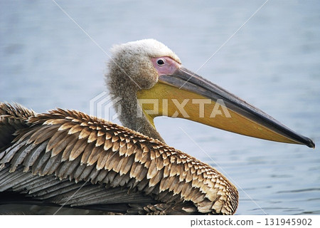 Great White Pelican (Pelecanus onocrotalus), Crete Great White Pelican (Pelecanus onocrotalus), Crete 131945902