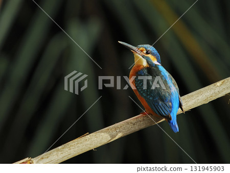 A Kinfisher - Alcedo atthis, Greece 131945903