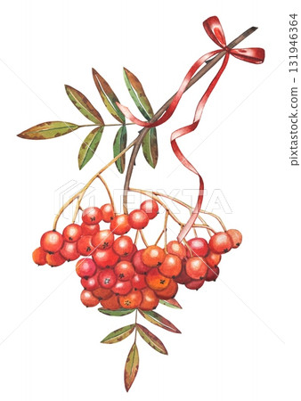 Hand drawn red rowan branch with red berries, bow, leaves. Watercolor 131946364