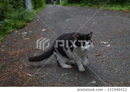 一隻非常可愛的小貓 一隻非常可愛的小貓 131946412