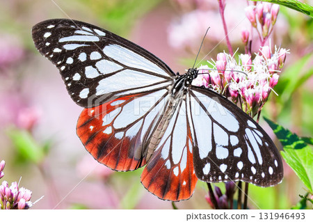 栗色蝴蝶翅膀上美麗的圖案 栗色蝴蝶翅膀上美麗的圖案 131946493