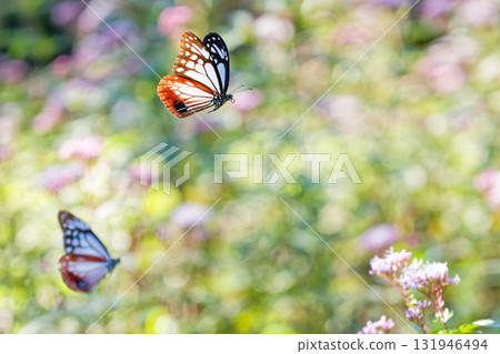 栗色蝴蝶的優雅飛翔 131946494