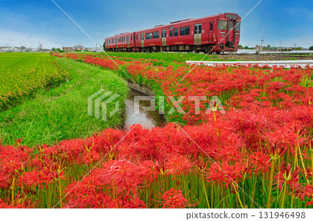 紅花石蒜和Kiha 220系列 131946498