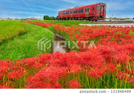 紅花石蒜和Kiha 220系列 131946499