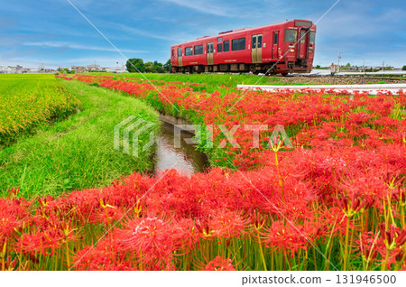 Red spider lilies and Kiha 220 series 131946500