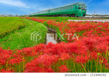 紅花石蒜和Kiha 72系列 131946502