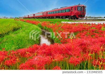 紅花石蒜和Kiha 185系列 131946505