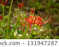 Manjushage blooming in the shade of the trees 131947287