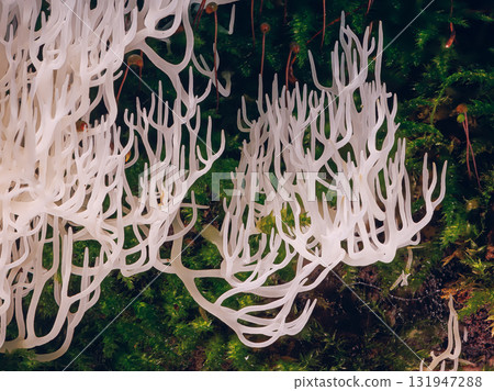 Ivory coral - Ramariopsis kunzei is a type of fungus. It is also known as white coral because its branched structure resembles sea coral 131947288