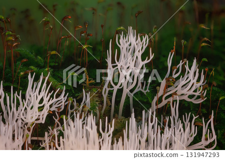Ivory coral - Ramariopsis kunzei is a type of fungus. It is also known as white coral because its branched structure resembles sea coral 131947293