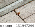 This summer was so hot that the cicadas left early 131947299