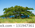Crape myrtle blooming on the lakeshore 131947361