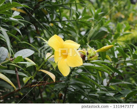 Palm Cove Garden – Yellow Trumpets Blooming Among the Greenery 131947377