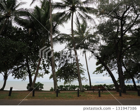 Palm Cove Trail – Morning with benches and palms gazing out to sea 131947386
