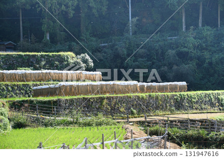Terraced rice after harvesting Terraced rice after harvesting 131947616