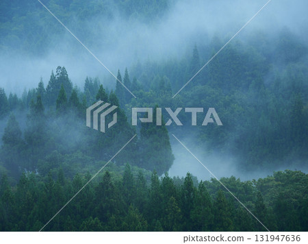Forest scenery on a summer rainy day Forest scenery on a summer rainy day 131947636