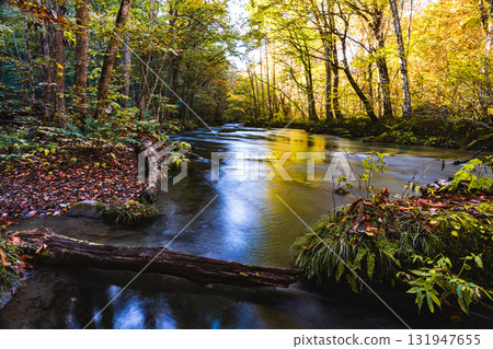 奧入瀨溪流緩緩流淌，映照著秋日的陽光 131947655