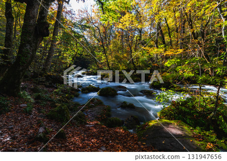 被紅葉包圍的奧入瀨溪谷的秋景 131947656