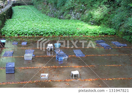 Wasabi fields (Joren Falls, Izu City, Shizuoka Prefecture) 131947821