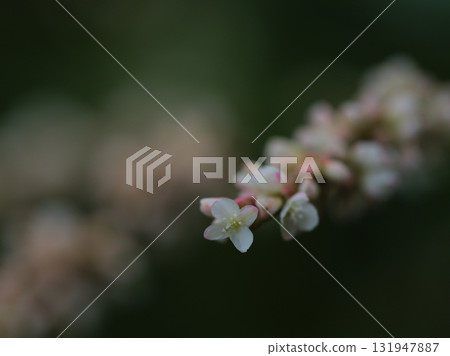 十月盛開的小而美麗的靛藍花朵 131947887