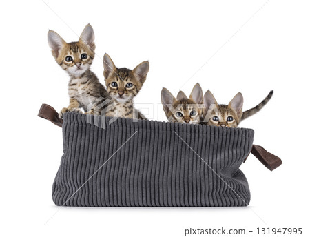 Savannah cat kittens on white 131947995