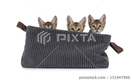 Savannah cat kittens on white 131947998