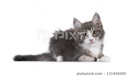 Maine Coon polydactyl cat kitten on white Maine Coon polydactyl cat kitten on white 131948000