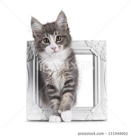 Maine Coon polydactyl cat kitten on white 131948002