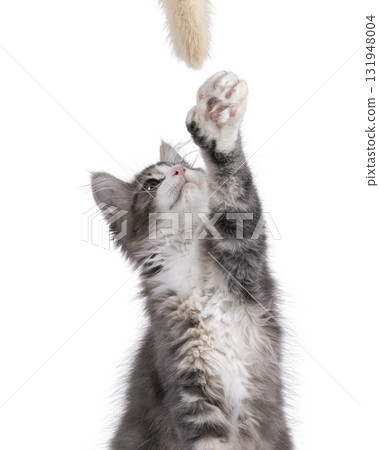 Maine Coon polydactyl cat kitten on white 131948004