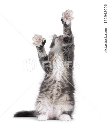 Maine Coon polydactyl cat kitten on white Maine Coon polydactyl cat kitten on white 131948006