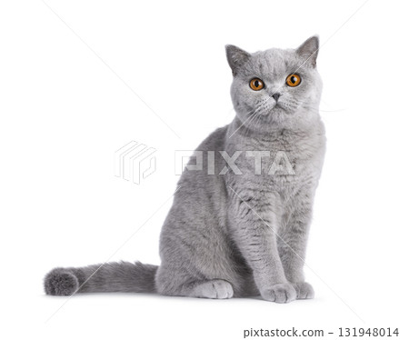 British Shorthair cat on white 131948014